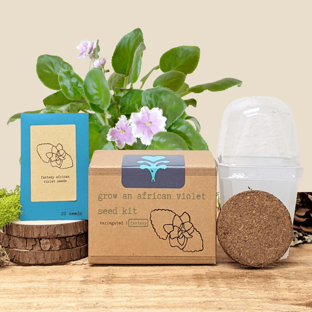 Grow an African Violet Seed Kit